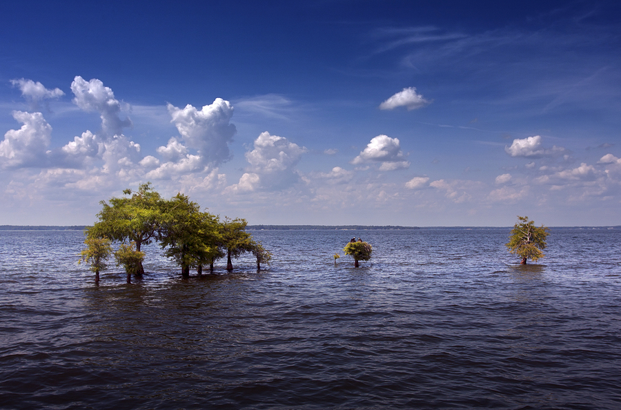 A unique view of the trees of Lake Murray in Irmo, SC.