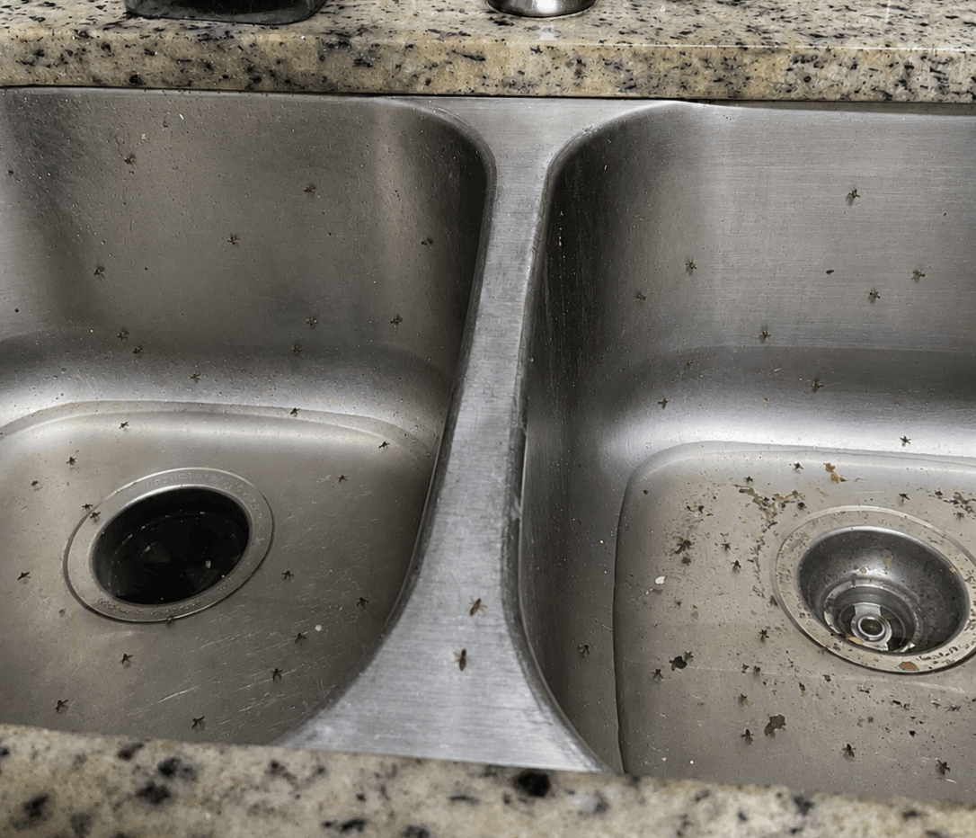 Drain flies around sink drain